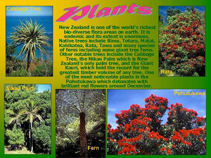 Cabbage Tree Nikau Palm New Zealand is one of the world’s richest bio-diverse flora