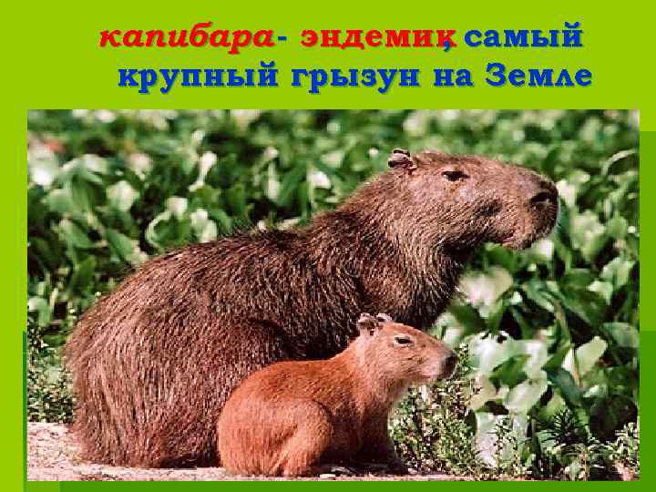 капибара - эндемик самый , крупный грызун на Земле 