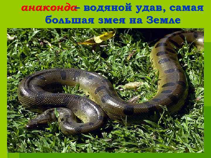 анаконда водяной удав, самая – большая змея на Земле 