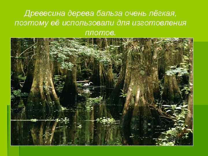 Древесина дерева бальза очень лёгкая, поэтому её использовали для изготовления плотов. 