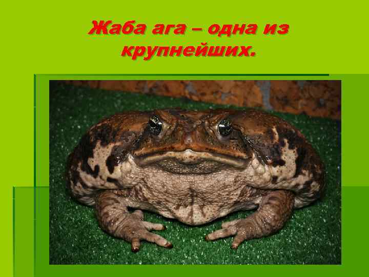 Жаба ага – одна из крупнейших. 