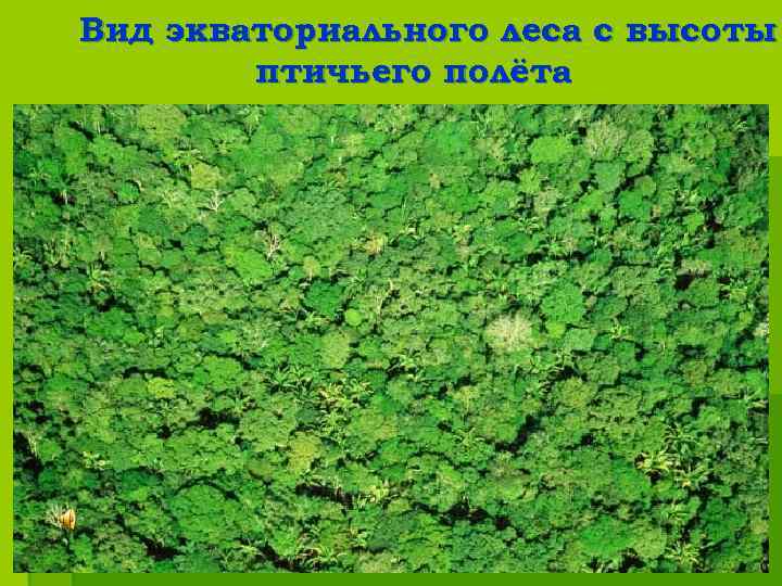 Вид экваториального леса с высоты птичьего полёта 