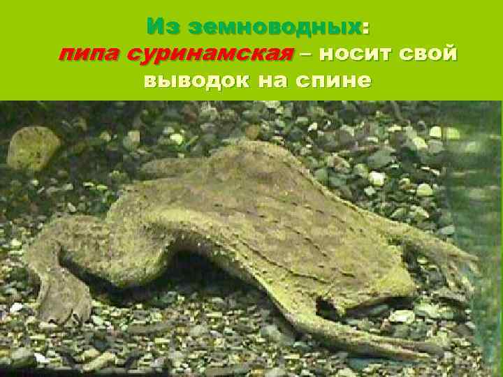 Из земноводных: пипа суринамская – носит свой выводок на спине 