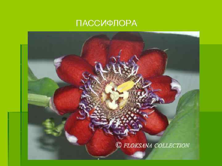 ПАССИФЛОРА 