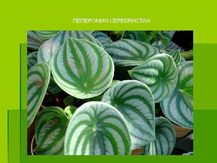 ПЕПЕРОМИЯ СЕРЕБРИСТАЯ 