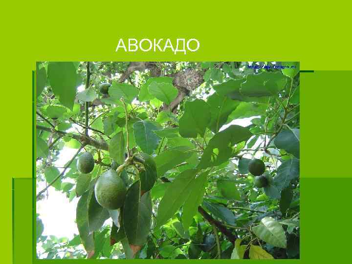 АВОКАДО 