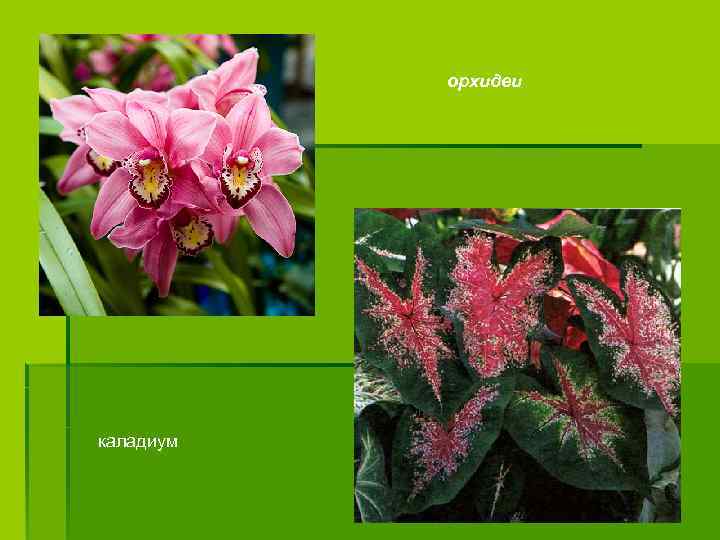 орхидеи каладиум 