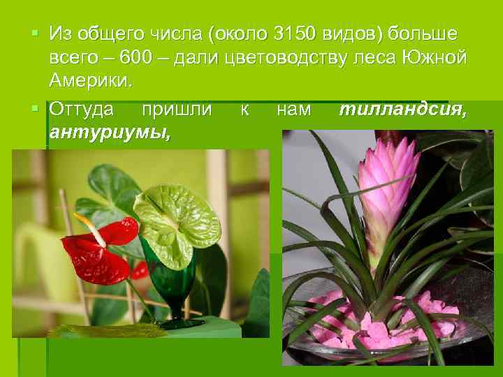 § Из общего числа (около 3150 видов) больше всего – 600 – дали цветоводству