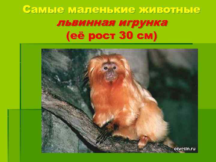 Самые маленькие животные львинная игрунка (её рост 30 см) 