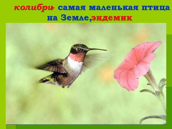 колибри- самая маленькая птица на Земле, эндемик 