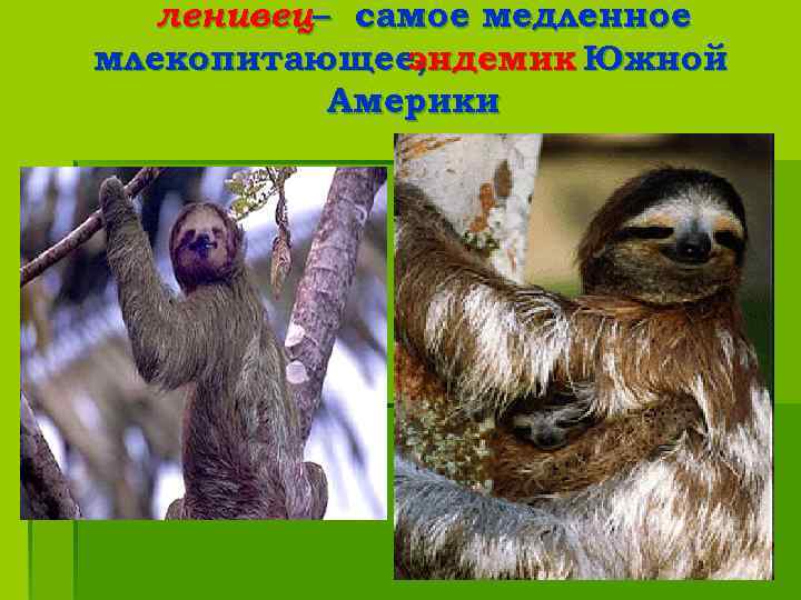 ленивец– самое медленное млекопитающее, эндемик Южной Америки 