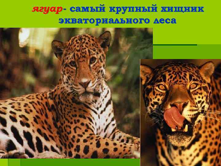 ягуар - самый крупный хищник экваториального леса 
