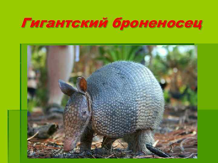 Гигантский броненосец 