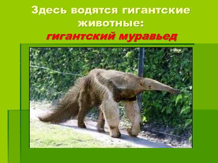 Здесь водятся гигантские животные: гигантский муравьед 