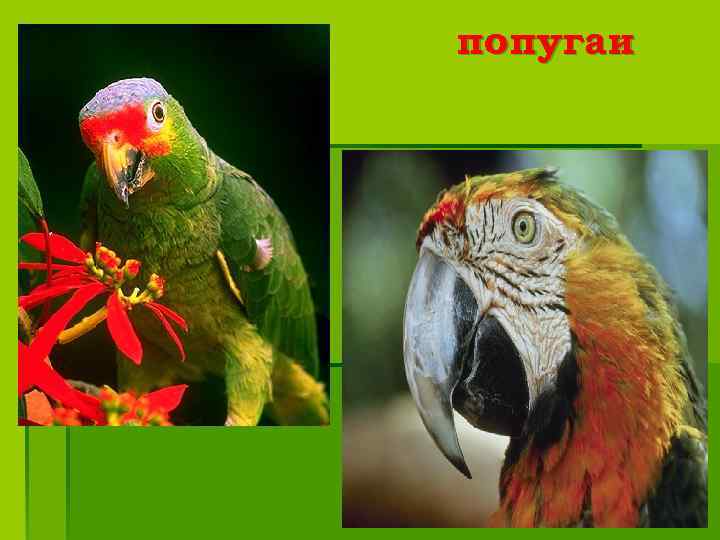 попугаи 