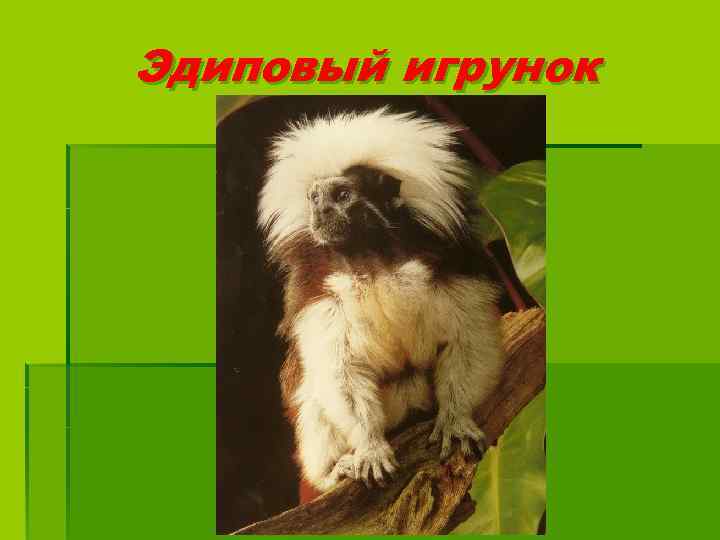 Эдиповый игрунок 