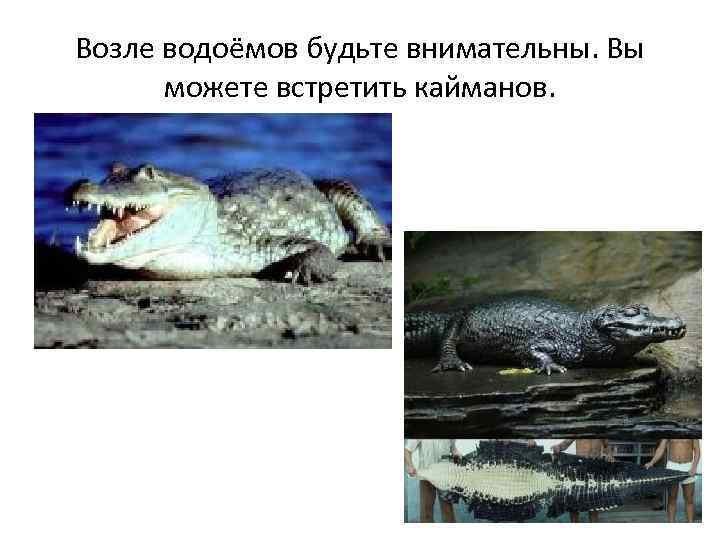 Возле водоёмов будьте внимательны. Вы можете встретить кайманов. 