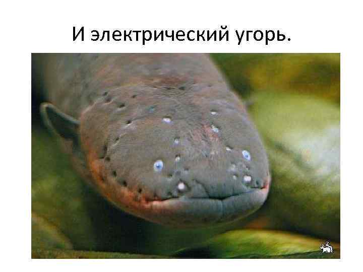 И электрический угорь. 