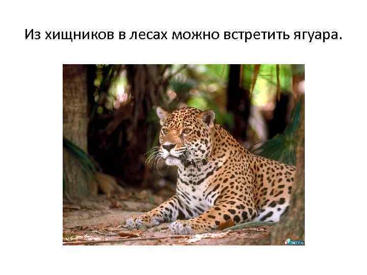 Из хищников в лесах можно встретить ягуара. 