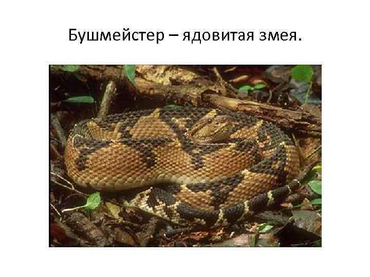 Бушмейстер – ядовитая змея. 