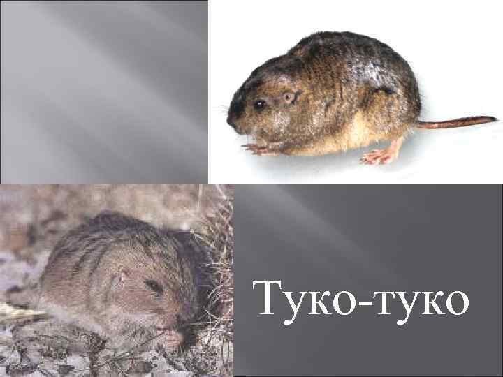 Туко-туко 