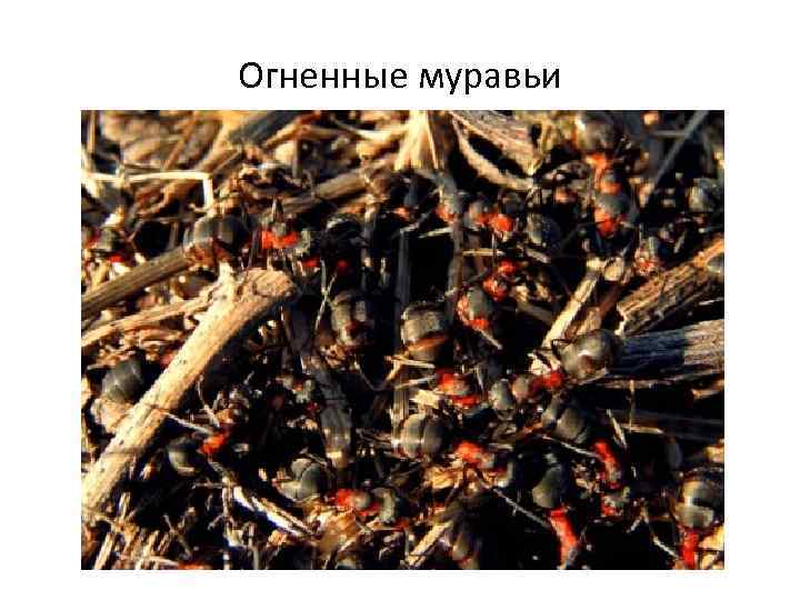 Огненные муравьи 