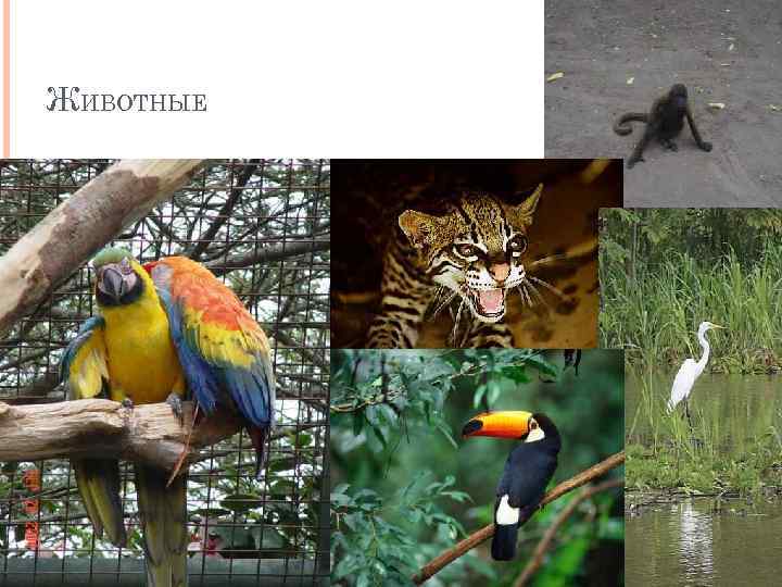 ЖИВОТНЫЕ 