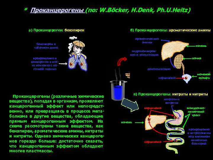 * Проканцерогены (по: W. Böcker, H. Denk, Ph. U. Heitz) а) Проканцероген: бензпирен в