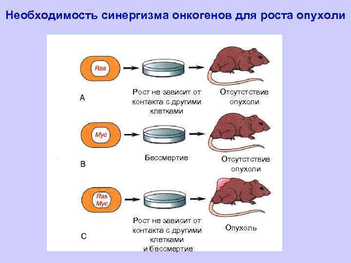 Необходимость синергизма онкогенов для роста опухоли Рост не зависит от контакта с другими клетками