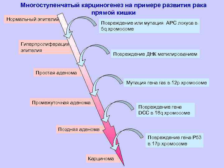 Многоступенчатый карциногенез на примере развития рака прямой кишки Нормальный эпителий Повреждение или мутация APC
