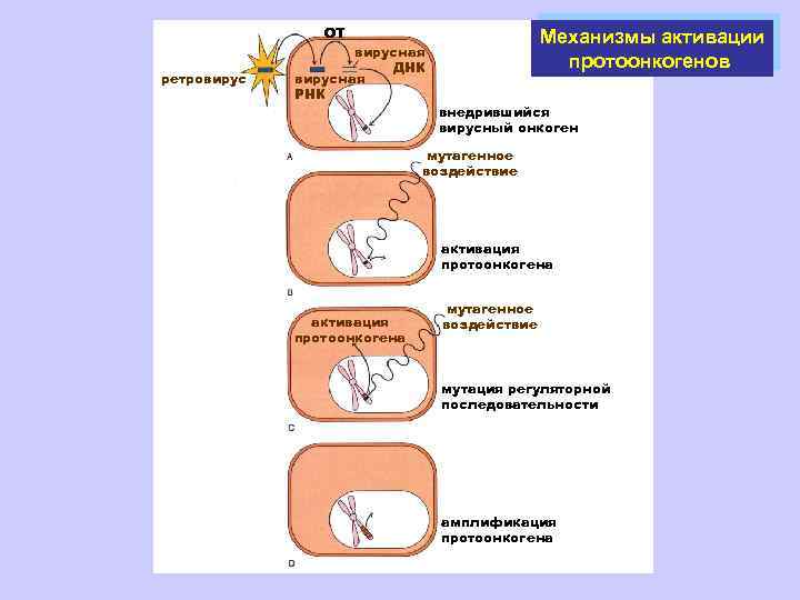 ОТ ретровирусная ДНК вирусная РНК Механизмы активации протоонкогенов внедрившийся вирусный онкоген мутагенное воздействие активация