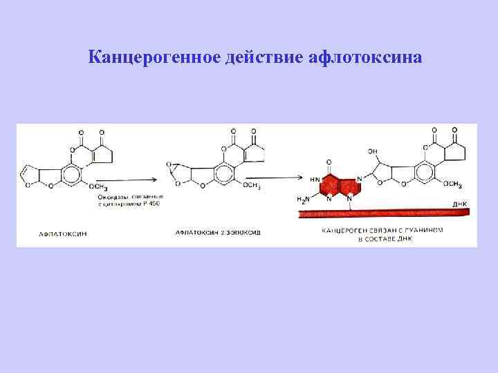 Канцерогенное действие афлотоксина 