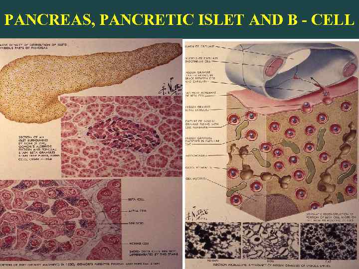 PANCREAS, PANCRETIC ISLET AND B - CELL 