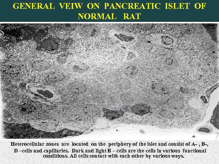 GENERAL VEIW ON PANCREATIC ISLET OF NORMAL RAT Heterocellular zones are located on the