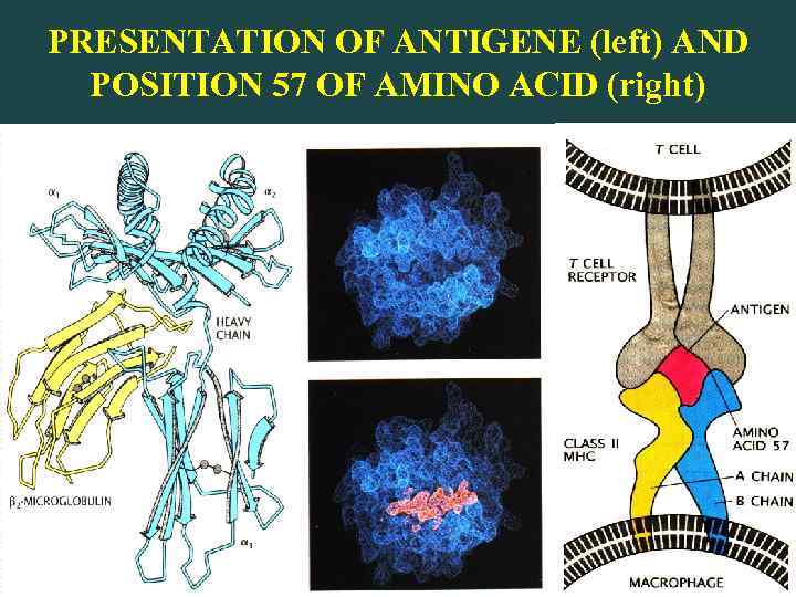 PRESENTATION OF ANTIGENE (left) AND POSITION 57 OF AMINO ACID (right) 