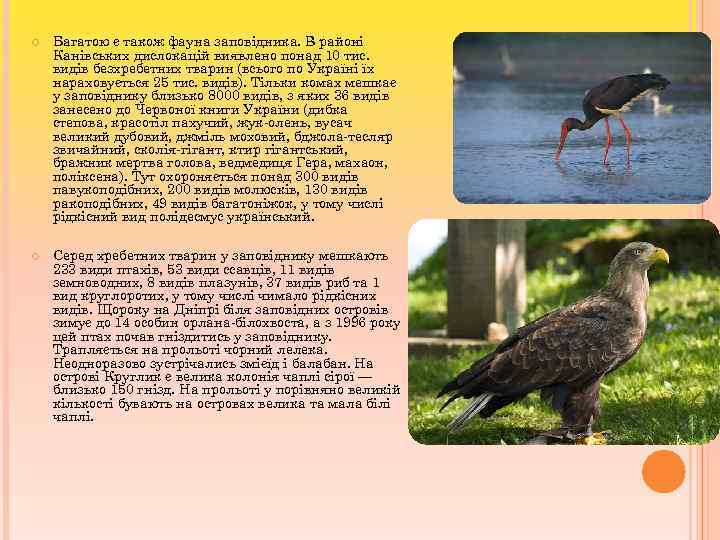  Багатою є також фауна заповідника. В районі Канівських дислокацій виявлено понад 10 тис.