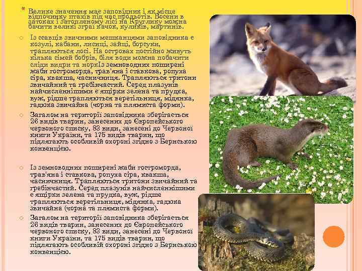 * Велике значення має заповідник і як місце відпочинку птахів під час прольотів. Восени