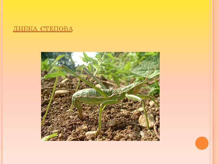 ДИБКА СТЕПОВА 