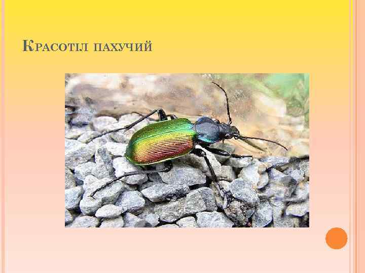 КРАСОТІЛ ПАХУЧИЙ 