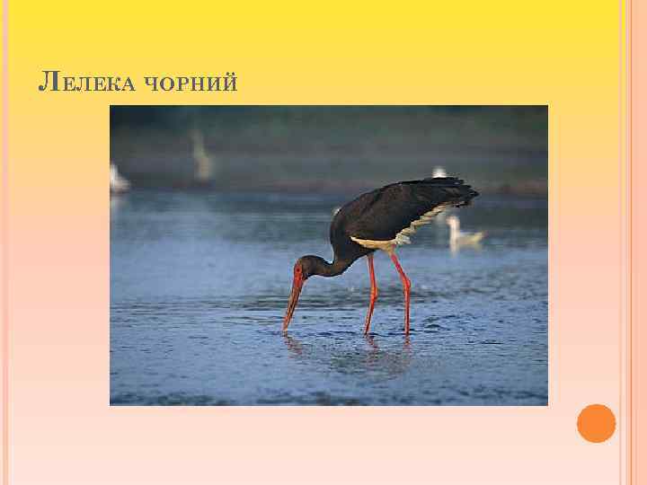 ЛЕЛЕКА ЧОРНИЙ 