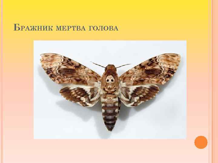 БРАЖНИК МЕРТВА ГОЛОВА 