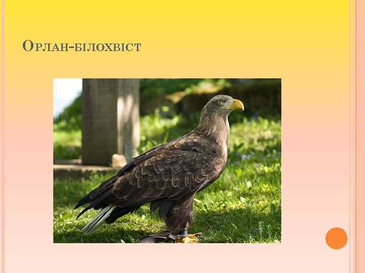 ОРЛАН-БІЛОХВІСТ 