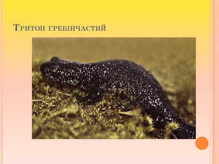 ТРИТОН ГРЕБІНЧАСТИЙ 