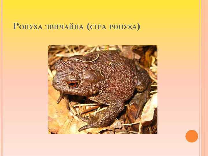 РОПУХА ЗВИЧАЙНА (СІРА РОПУХА) 