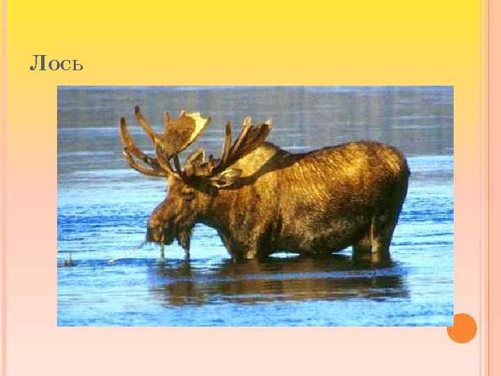 ЛОСЬ 