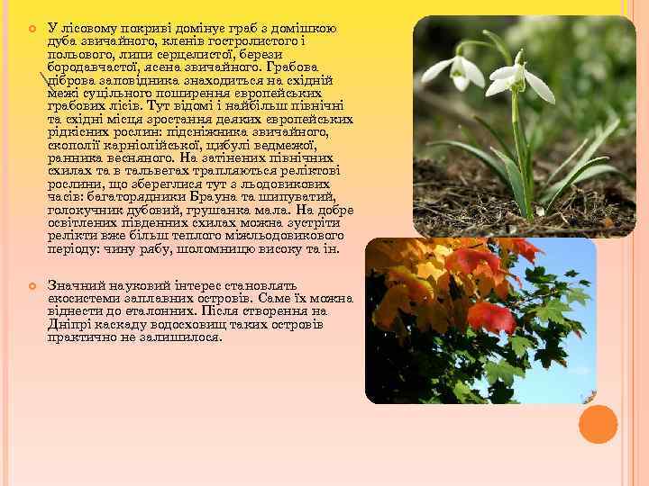 У лісовому покриві домінує граб з домішкою дуба звичайного, кленів гостролистого і польового,