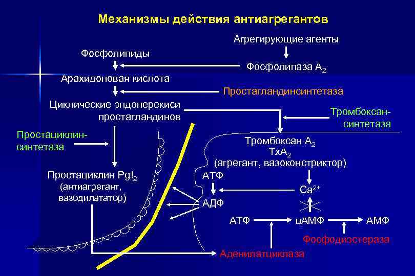 Механизмы действия антиагрегантов Агрегирующие агенты Фосфолипиды Арахидоновая кислота Фосфолипаза А 2 Простагландинсинтетаза Циклические эндоперекиси