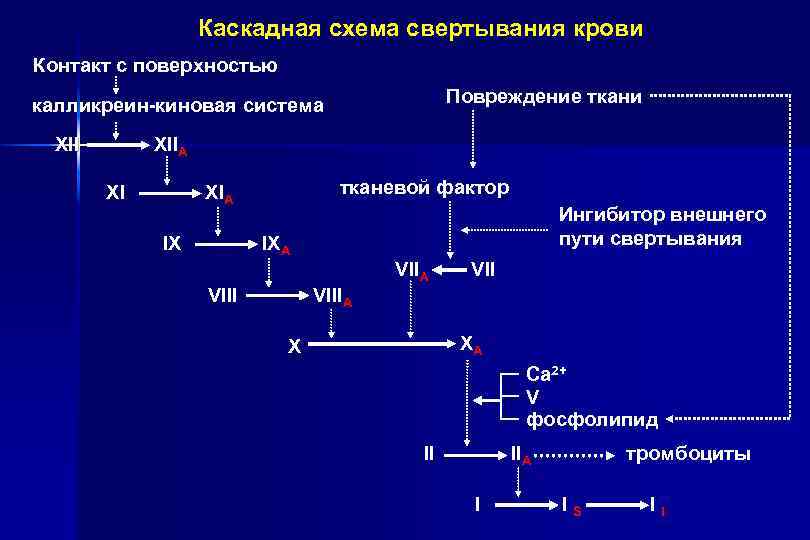 Каскадная схема свертывания крови Контакт с поверхностью Повреждение ткани калликреин-киновая система XIIА XI тканевой