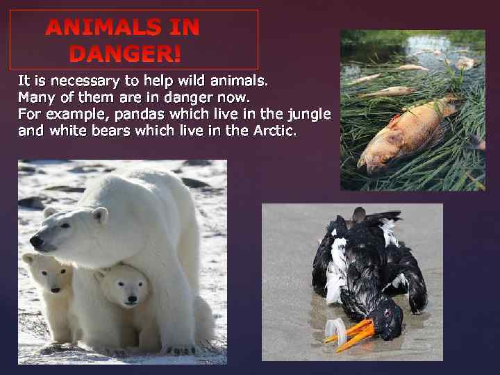 It is necessary to help wild animals. Many of them are in danger now.