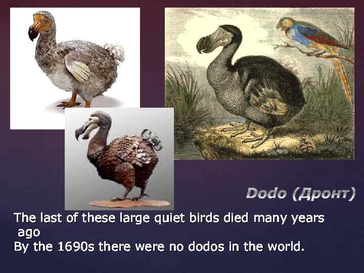 The last of these large quiet birds died many years ago By the 1690